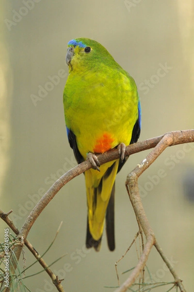 Obraz Orange-bellied Parrot