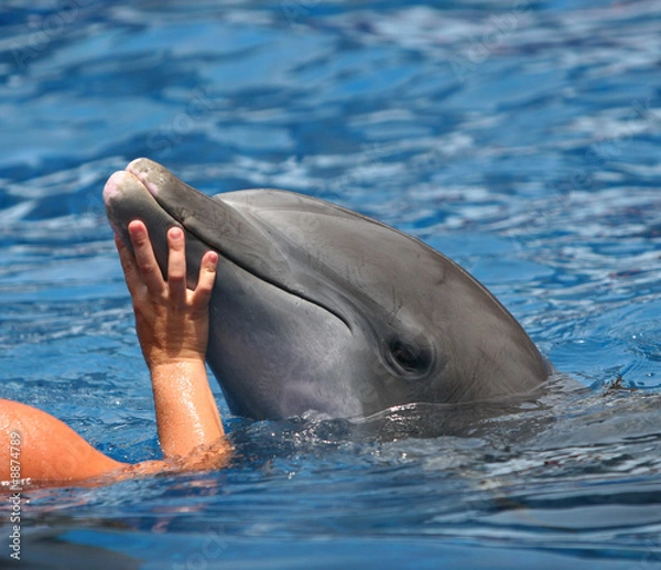 Fototapeta sweet encounter