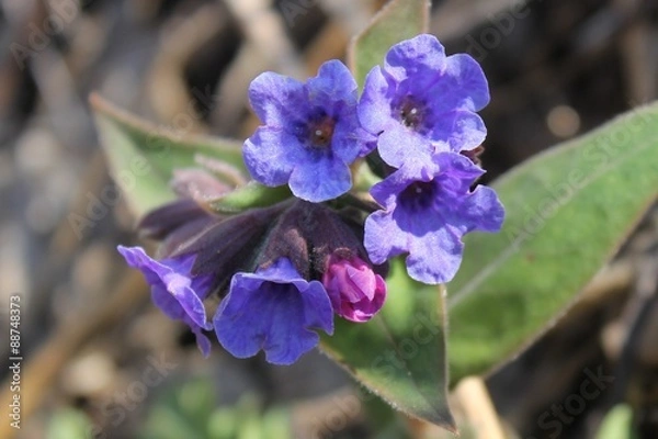 Obraz Медуница