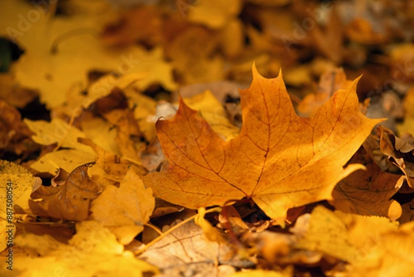 Fototapeta Fallen maple leaves on the ground.