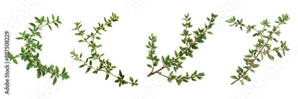 Fototapeta Set of thyme sprig, isolated on transparent white background
