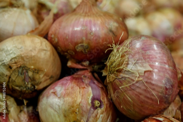 Obraz Background from a crop onion