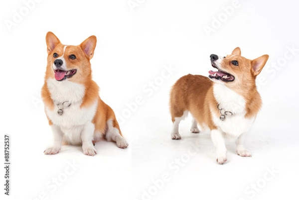 Fototapeta corgi dog