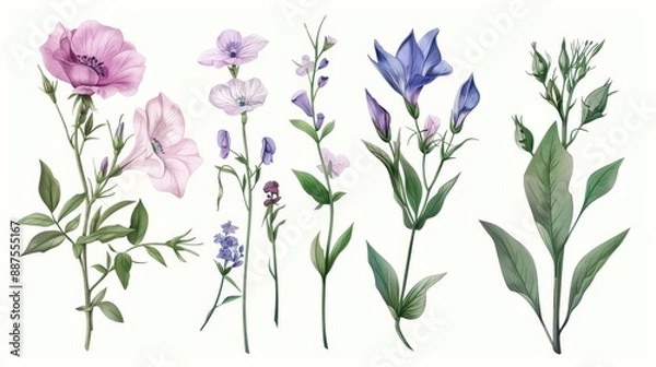 Obraz A hand-drawn botanical illustrations, detailed and realistic, colored versions