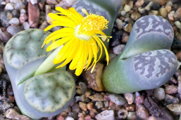 Obraz Lithops bloom