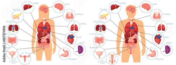 Obraz Vector set of illustrations of the anatomy of human organs. Liver, reproductive system, brain, heart, kidneys, human lungs. The concept of organs for study for medical and biological purposes. Paintin