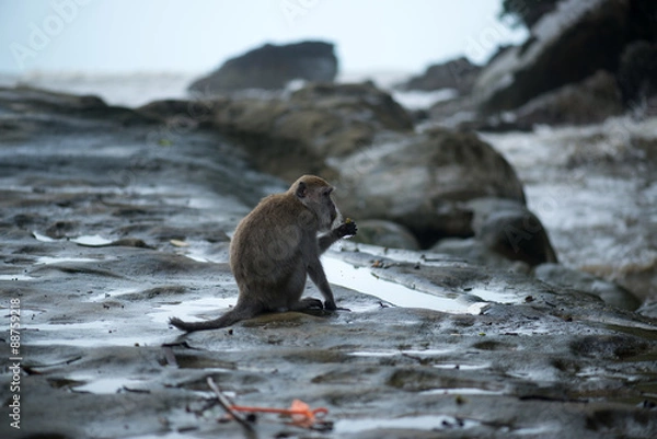 Obraz Macaque, Borneo, Malaysia