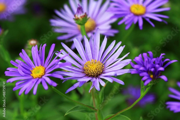 Obraz Summer Aster flowers