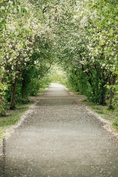 Fototapeta A blooming apple tree. A blooming park. The alley.