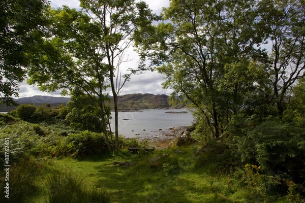 Fototapeta Sea viewthrough the trees