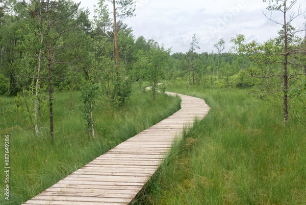 Fototapeta wooden sidewalk on educational nature trail in the protected fen landscape