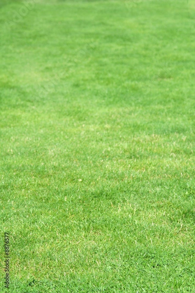 Fototapeta abstract grass background, shallow DOF