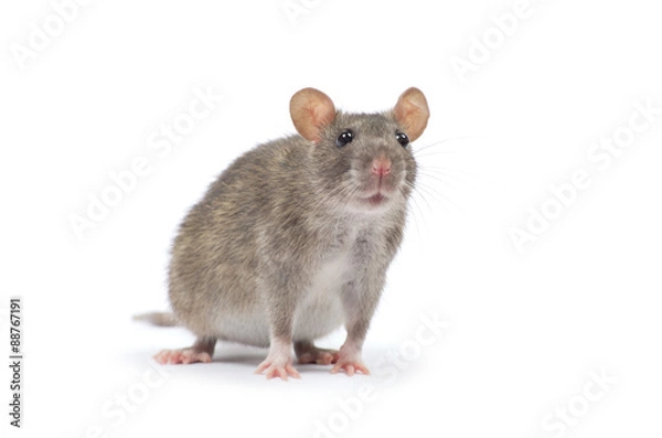 Fototapeta rat