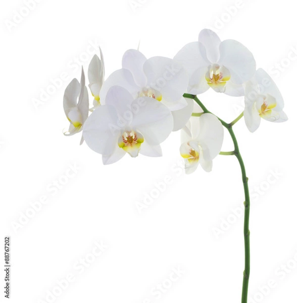 Fototapeta white orchids
