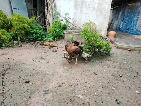 Obraz chicken standing on the ground