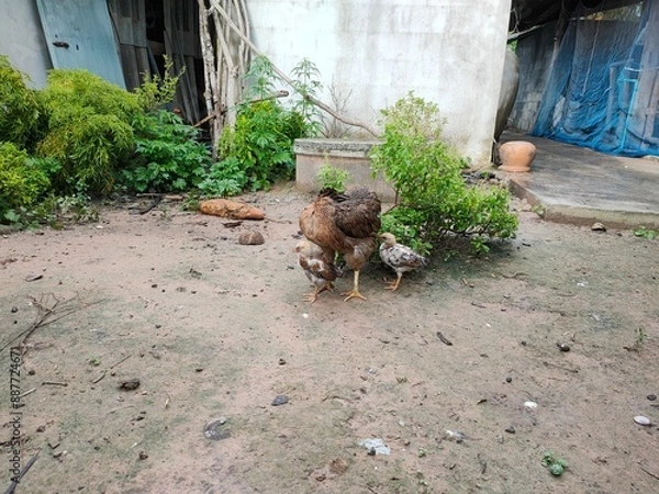 Obraz chicken standing on the ground.