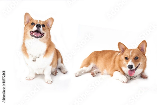 Fototapeta corgi dog