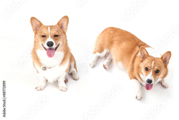 Fototapeta corgi dog