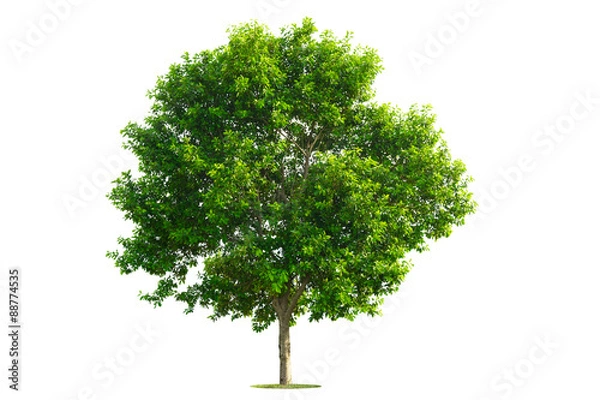 Obraz Green Tree isolated with white background