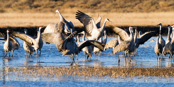 Obraz Sandhill Crane flock dances in winter at Bosque del Apache National Wildlife Refuge