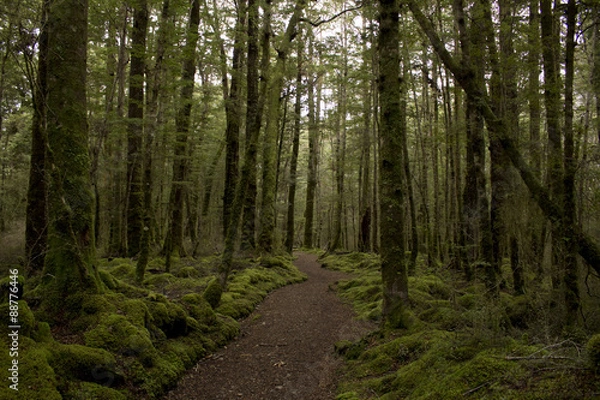 Obraz Sendero de la ruta Kepler