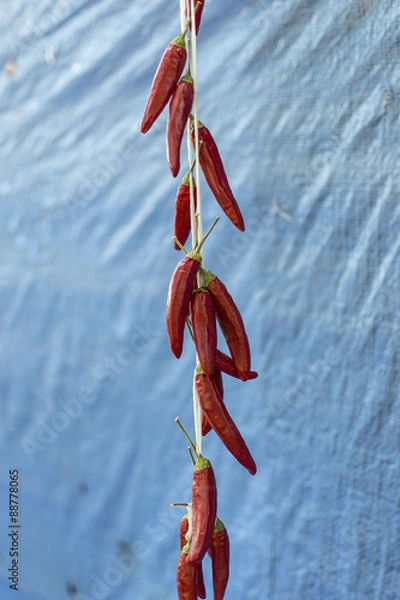 Obraz dried paprika from Hungary