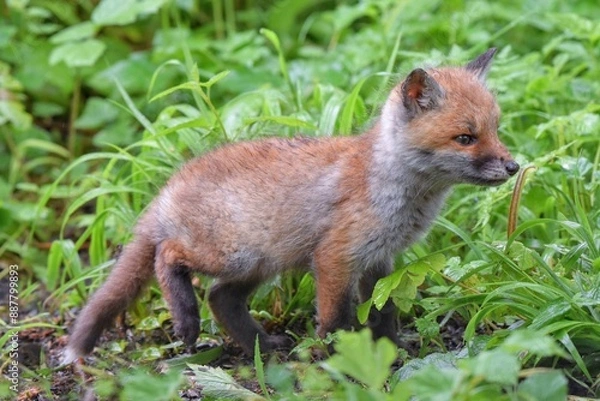 Fototapeta Renardeau roux (Vulpes vulpes), Neuchâtel, Suisse.