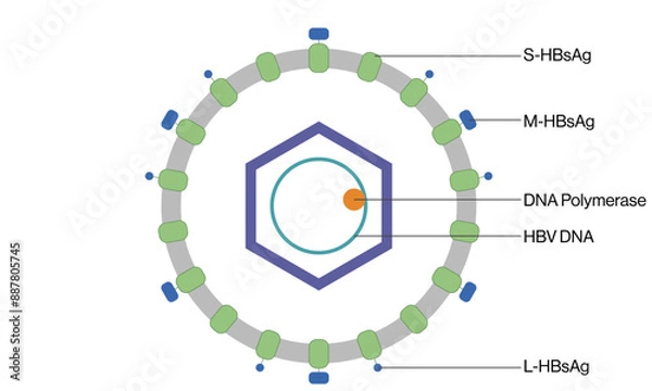 Fototapeta Detailed Vector Illustration of Hepatitis B Virus Structure on White Background Featuring Viral Components and Morphology.