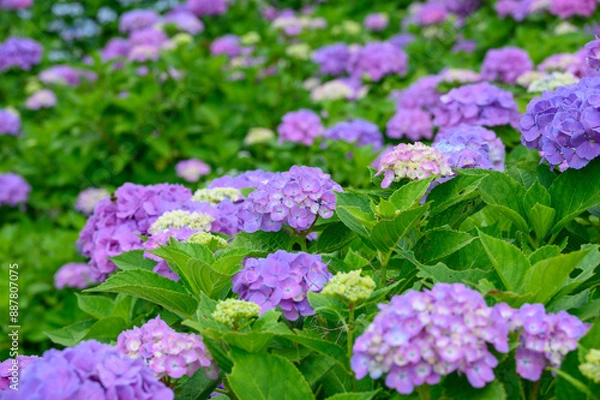 Fototapeta 上磯ダムのアジサイ