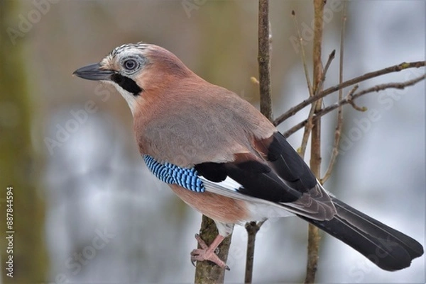 Fototapeta Geai des chênes (Garrulus glandarius), Neuchâtel, Suisse.