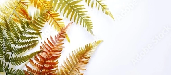 Fototapeta Exotic colored fern leaves set against a white copy space image perfect for nature themed designs