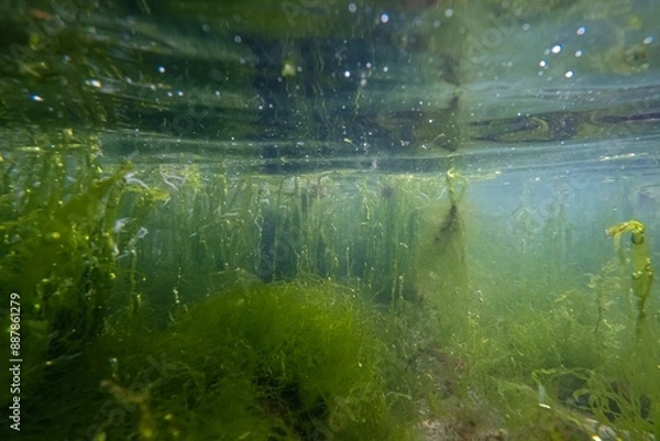 Fototapeta Ulva green algae thicket oxygenate, Black sea brackish biotope clay bottom, laminar flow, vegetation in muddy nutrient rich water, breaking wave splash air bubble, surface reflection in littoral zone