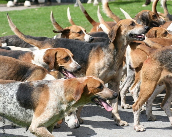 Fototapeta Jagdhunde
