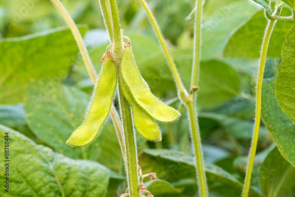 Obraz Young green soya bean.