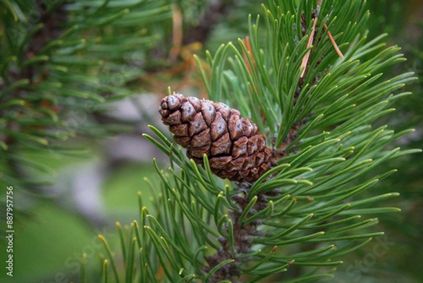 Fototapeta Der geschlossene Zapfen einer Latschenkiefer in Nahansicht