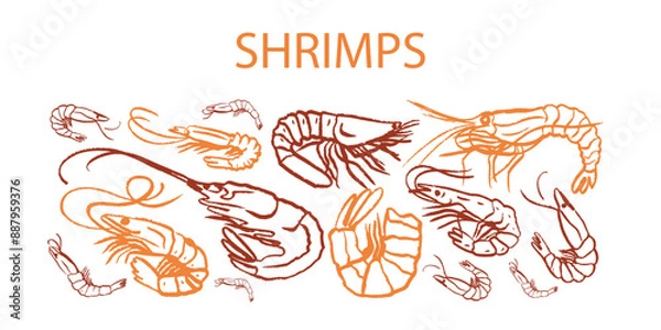 Fototapeta Hand drawn isolated seamless vector pattern of shrimps. Shrimps and langoustines on a white background. Prawns. Seafood, food vintage illustration. Сhalk drawing. Chalkboard.
