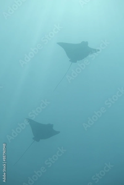Obraz Silhouettes of Eagle Rays Underwater