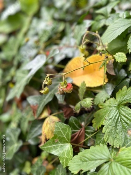 Obraz wild strawberry growing in a hedgerow
