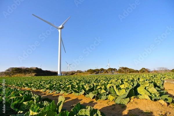 Obraz 広大なキャベツ畑と風力発電の風車