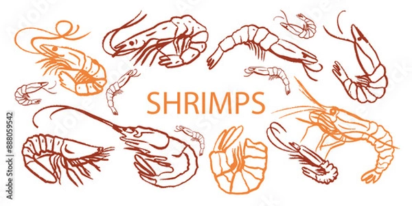 Fototapeta Hand drawn isolated seamless vector pattern of shrimps. Shrimps and langoustines on a white background. Prawns. Seafood, food vintage illustration. Сhalk drawing. Chalkboard.