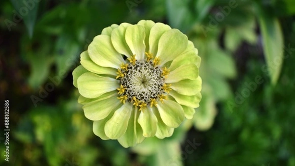 Obraz Close up of a yellow zinnia flower in the garden. Summer flowers in the garden. The best flower to the garden. Gardening. Beautiful summer flowers.