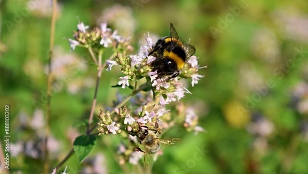 Obraz Bumblebee on a flower