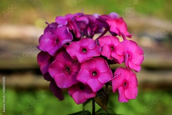 Obraz Pink phlox flower. Summer pink flower in the garden. Beuatiful flower to the summer garden