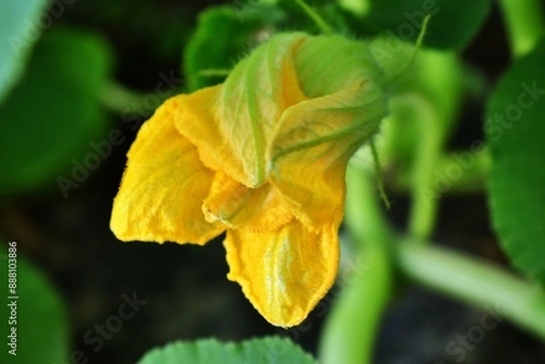 Obraz Zucchini flower. Yellow flower. Growing vegetables in the garden