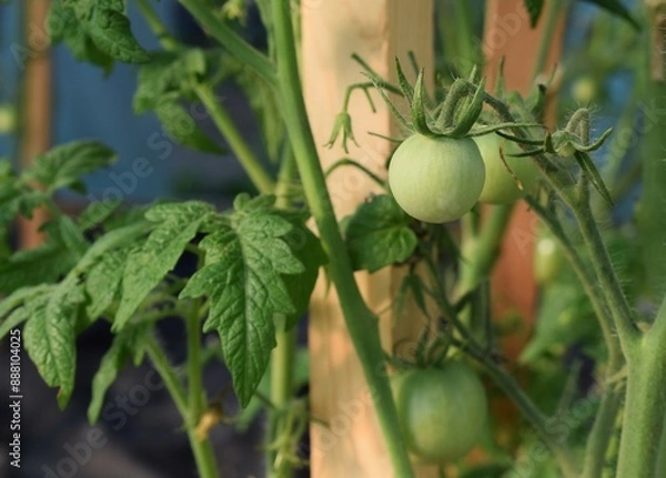 Obraz Growing tomatoes in the garden. Green tomato