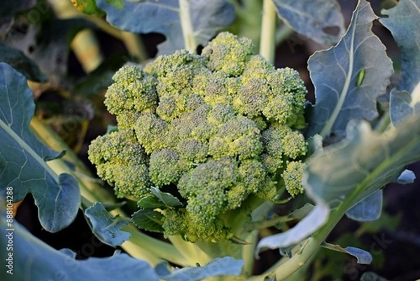 Obraz Growing broccoli in the garden