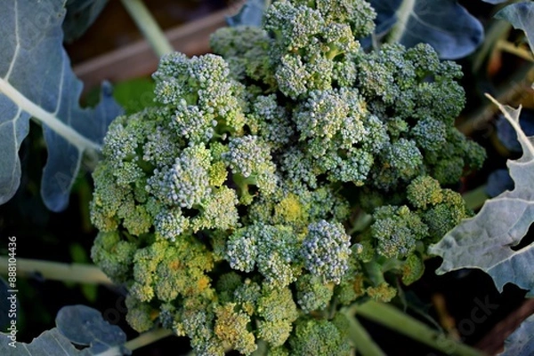 Obraz Growing broccoli in the garden