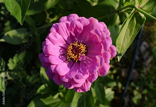Obraz Close up of a pink zinnia flower in the garden. Summer flowers in the garden. The best flower to the garden. Gardening. Beautiful summer flowers.
