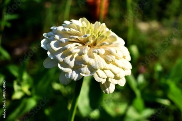 Obraz Close up of a white zinnia flower in the garden. Summer flowers in the garden. The best flower to the garden. Gardening. Beautiful summer flowers.