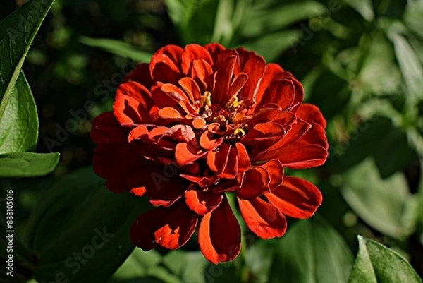 Obraz Close up of a red zinnia flower in the garden. Summer flowers in the garden. The best flower to the garden. Gardening. Beautiful summer flowers.